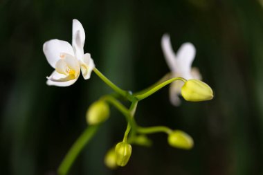 Çiçek açmış güzel bir minyatür beyaz orkide manzarası..