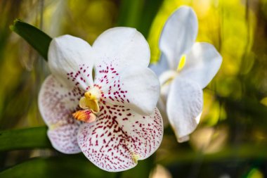Egzotik altın benekli vanda orkidesinin çiçek açtığı yakın plan görüntüsü.