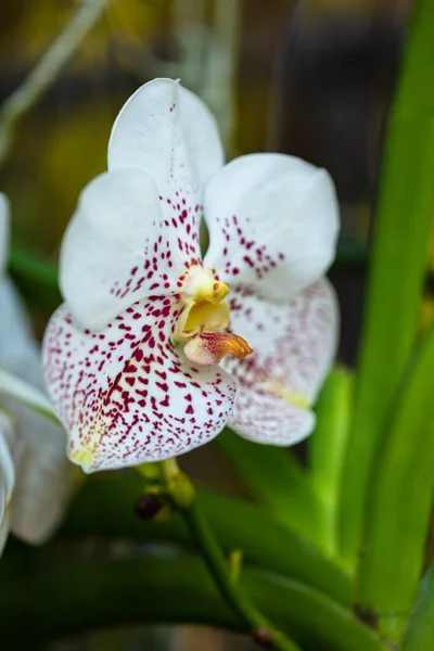 Vista Cerca Una Planta Exótica Orquídea Del Vanda Mancha Blanca —  Fotos de Stock