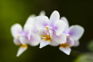 Çiçek açmış güzel, minyatür mor bir orkide manzarası..