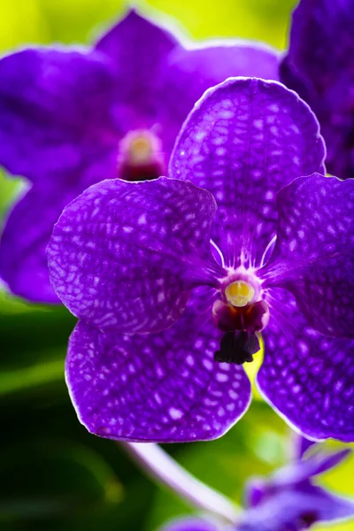 Close Vista Uma Planta Orquídea Vanda Flor Com Belas Flores — Fotografia de Stock