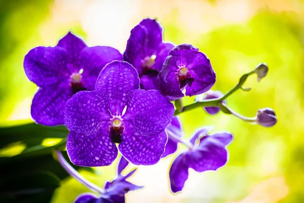 Zbliżenie Wgląd Vanda Orchidea Roślina Kwiecie Pięknymi Purpurowymi Kwiatami — Zdjęcie stockowe