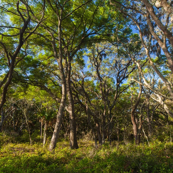 Oak trees — Stock Photo, Image