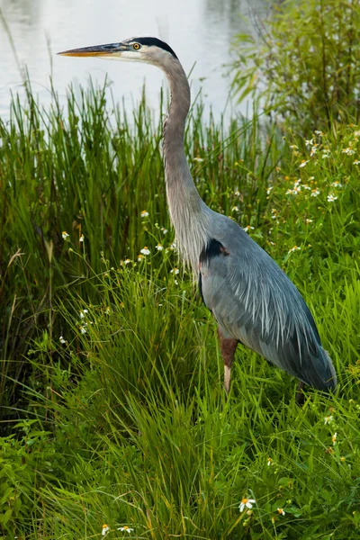 Grote blauwe reiger — Stockfoto