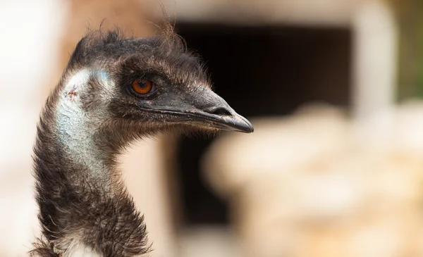 Emu bird — Stock Photo, Image