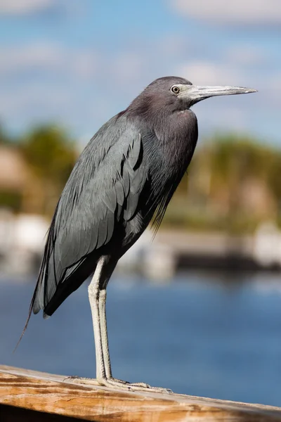 Kleiner Blaureiher — Stockfoto