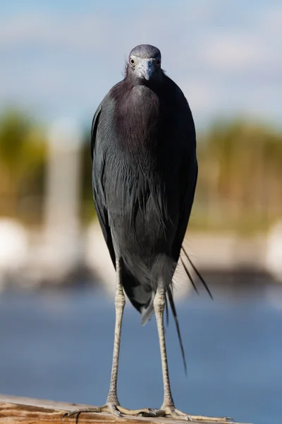 Little Blue Heron — Stock Photo, Image