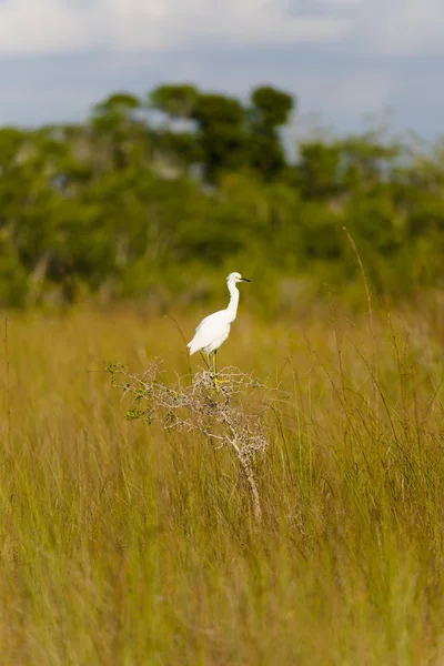 Snowy egret — Stockfoto