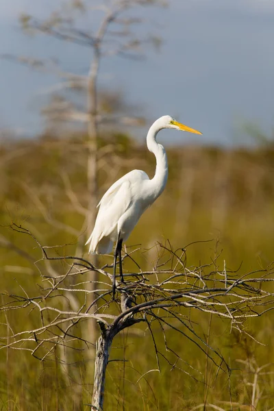 Grande Egret Branco — Fotografia de Stock