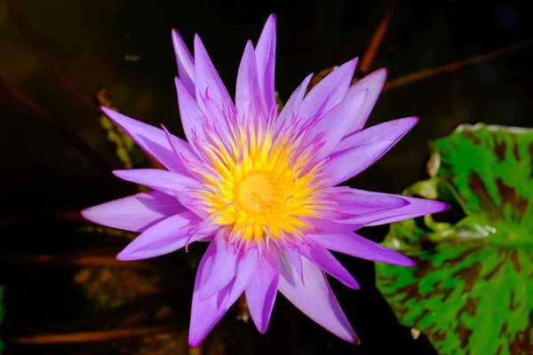 Pretty flower — Stock Photo, Image