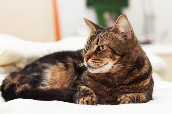 Tabby cat — Stock Photo, Image