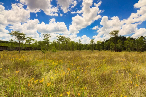 Everglades della Florida — Foto Stock