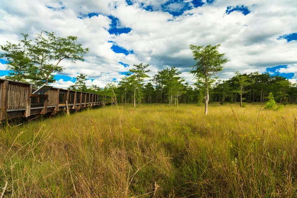 Everglades de Floride — Photo