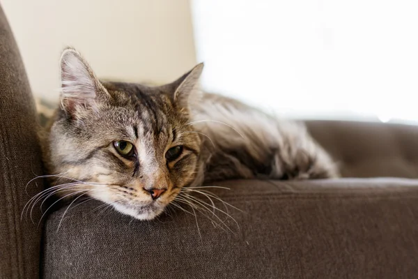 Hübsche gestromte Katze — Stockfoto