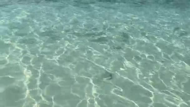 Кришталева Чиста Вода Сіміляні Можете Побачити Рибу Плаває Морі — стокове відео