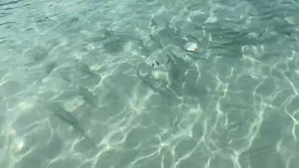 Água Cristalina Similan Você Pode Ver Peixes Nadando Mar — Vídeo de Stock