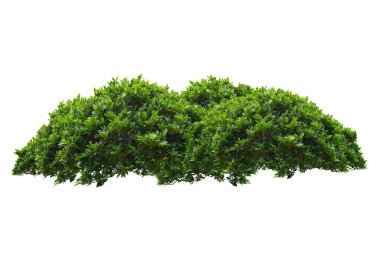 green bush isolated on white background. clipart