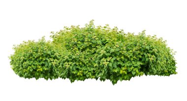 green bush isolated on white background. clipart