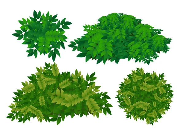 Groene Bush Vector Witte Achtergrond — Stockvector