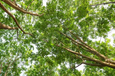 Tayland 'da kauçuk ağaç ekimi.