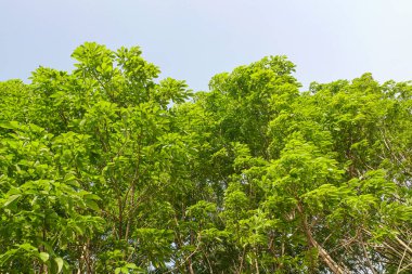 Tayland 'da kauçuk ağaç ekimi.