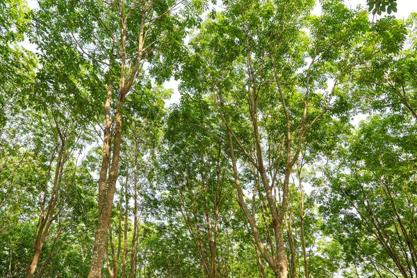 Плантації Дерев Таїланді — стокове фото