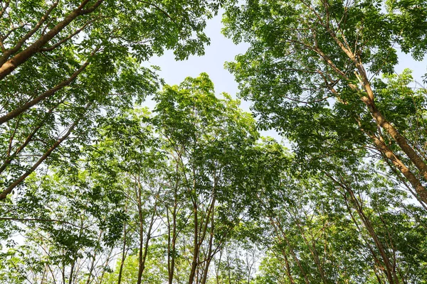 Plantación Árboles Caucho Tailandia — Foto de Stock