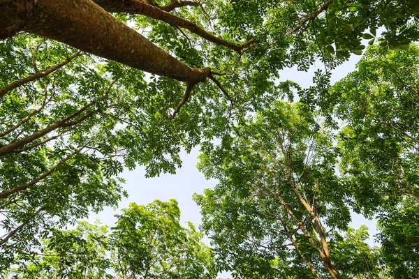 Plantación Árboles Caucho Tailandia — Foto de Stock