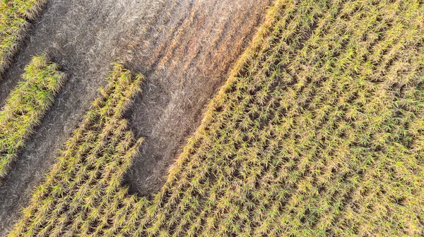 Вид Воздуха Поле Сахарного Тростника — стоковое фото
