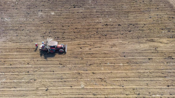 Şeker kamışı ağaçları yetiştiriyorlar..