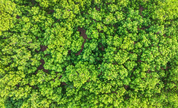 Aerial View Forest — Fotografia de Stock