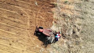 Şeker kamışı ağaçları yetiştiriyorlar..