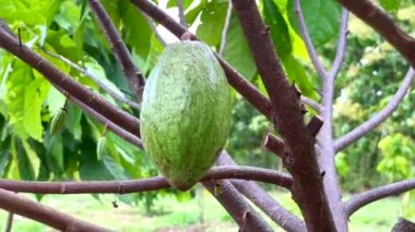 Tayland 'da kakao meyvesi çiftliği