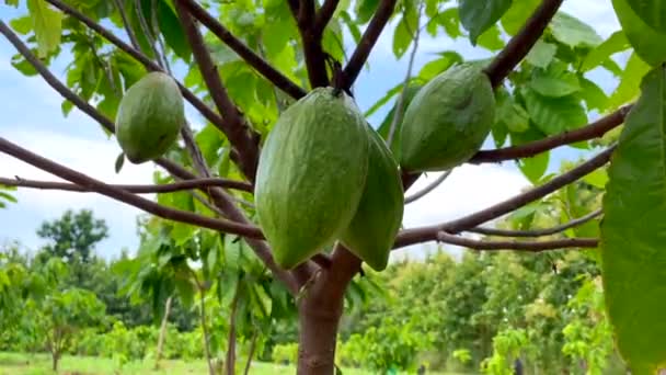 Plantación Cacao Tailandia — Vídeo de stock