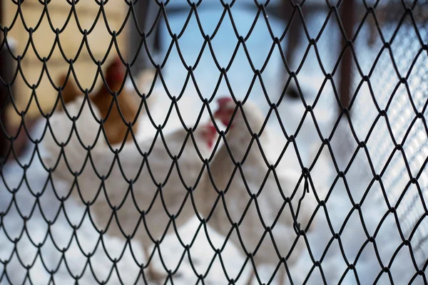 Chickens in a cage — Stock Photo, Image