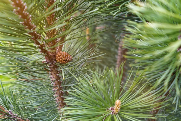 Pino nuovo germoglio con cono macro primo piano luce solare — Foto Stock