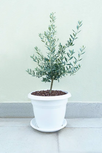 Giovane ulivo in vaso bianco accanto alla parete verde pastello — Foto Stock