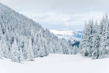 Kış manzarası dağ ağacı karların altında 