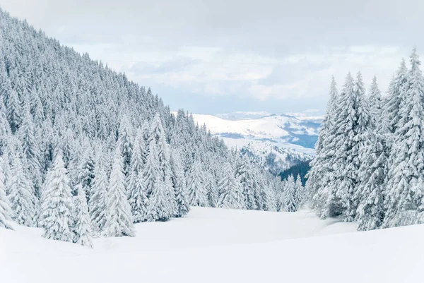 Kış manzarası dağ ağacı karların altında 