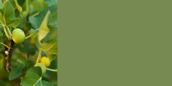 Green unripe figs hang on a branches between green fig leaves — Stock Photo, Image