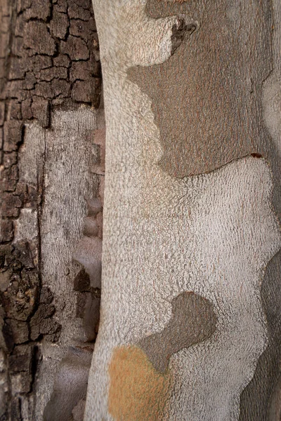 Сікамор або макрозйомка дерева платана з природним світлом . — стокове фото