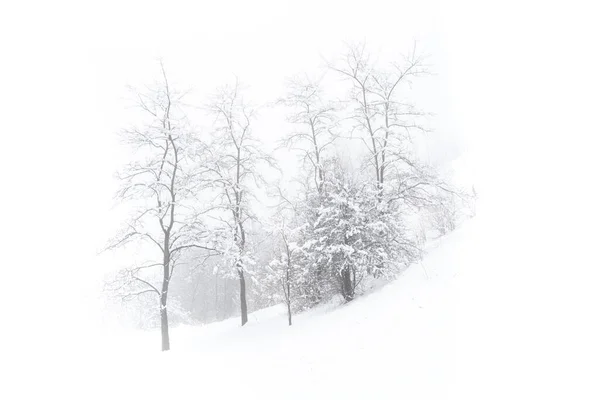 Горные зимние снежные ландшафтные деревья на холме в тумане. Копирование пространства. — стоковое фото