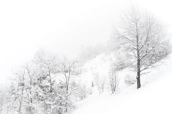 Горные зимние снежные ландшафтные деревья и кустарники на холме в тумане. — стоковое фото