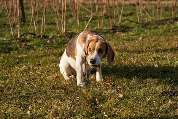 Beagle dog eating something on the grass in sunny day