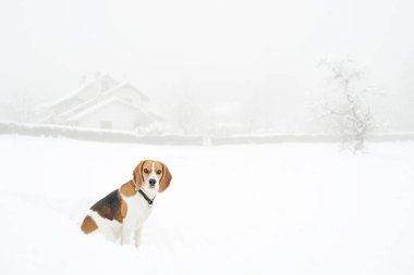 Karda beagle ağacı renginde köpek sisli havada.
