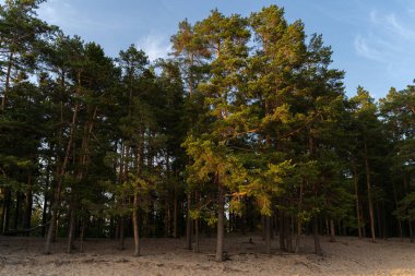 Kumun üzerindeki çam ağacı ormanı. Mavi gökyüzü. 