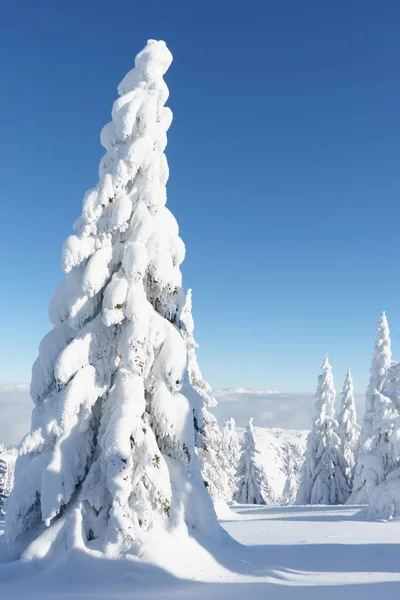 Зимний горный пейзаж. Пихта под снегом. — стоковое фото