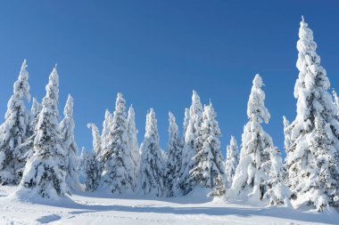 Kış dağı manzarası. Kar altındaki fidan ağaçları ve mavi gökyüzü.
