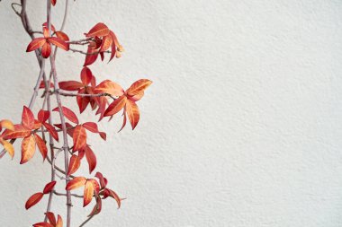 Kırmızı ve turuncu yapraklar ve kahverengi eski dallar gri duvar dokusuna ekilir.