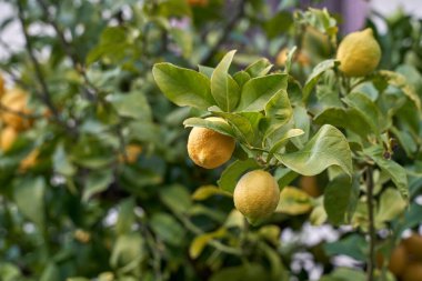 Limon ağacında yeşil yapraklarla yetişen sarı limonlar. Doğal ışık.